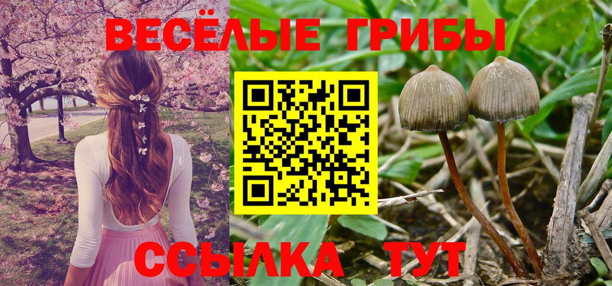 Нововоронеж  магазин  наркотиков  Вход с VPN  Псилоцибиновые грибы MAGIC MUSHROOMS 